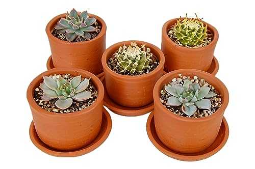Handmade Medium CLAY CACTUS Indoor Flower Vase with Plate, Home/Hotel Table Décor Mini Plants Pots,Gift for Housewarming & New Year (2 Vase & 2 Plate)